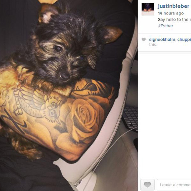 singer, Justin Bieber, dog