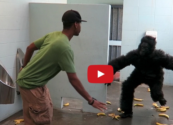 Viral, Funny Video, GORILLA, BATHROOM